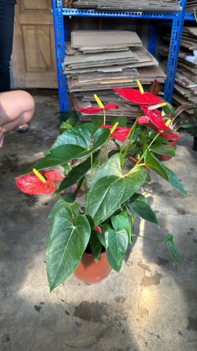 Picture of 1 unit x Red Crane Flower (Large)